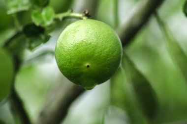 Limon, yeşil meyve, ekşi tat, Citrus cinsinden sınıflandırılmış bir bitkidir.