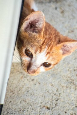 Bir bebek turuncu kedi ilginç bir şeye bakıyor..