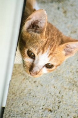 Bir bebek turuncu kedi ilginç bir şeye bakıyor..