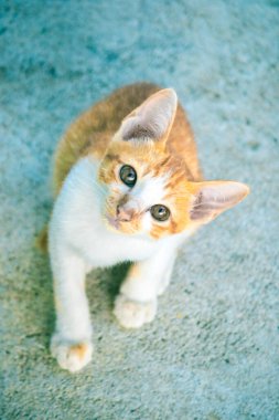 Bir bebek turuncu kedi ilginç bir şeye bakıyor..