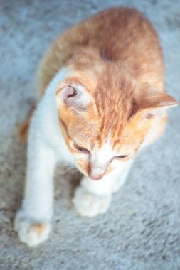 Bir bebek turuncu kedi ilginç bir şeye bakıyor..