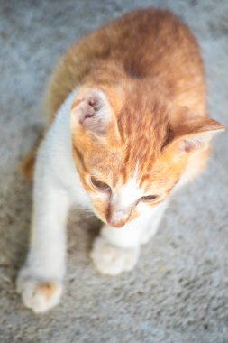 Bir bebek turuncu kedi ilginç bir şeye bakıyor..