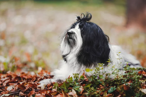 Όμορφη Θιβετιανή Terrier Σκυλί Που Βρίσκεται Φθινόπωρο Φύλλα Στο Δάσος — Φωτογραφία Αρχείου