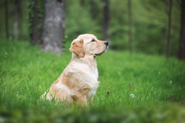 Beş aylık güzel Golden Retriever yavrusu ağaçlık alanda oturuyor. Etrafı yeşillik ve ağaçlarla çevrili. Seçici odak, boşluğu kopyala