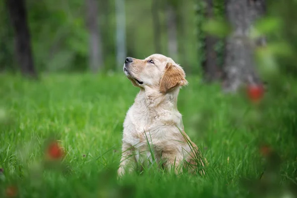 Golden Retriever Filhote Cachorro Olhando Para Cima Cachorro Cinco Meses — Fotografia de Stock