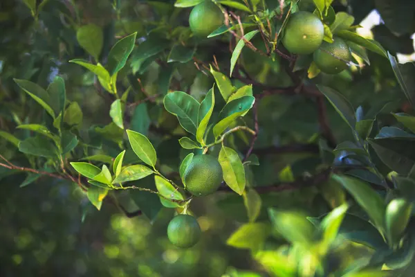 Lime Bush Limas Creciendo Los Arbustos Enfoque Selectivo Fotos De Stock