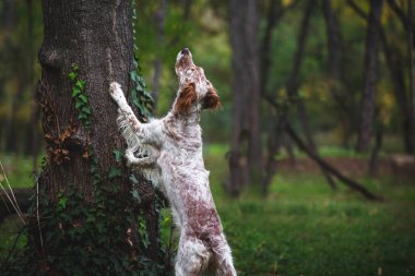 Genç bayan İngiliz Setter köpeği dışarıda. Köpek pençelerini ağaca koydu ve bir ağaca doğru baktı. Av köpeği. Seçici odak