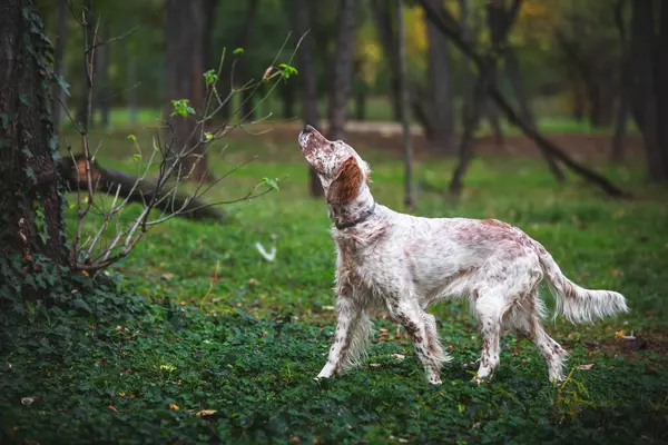 年轻的奥兰治伯顿英语猎手 美丽的猎狗正站在树林里的某个地方 有选择的重点 图库图片