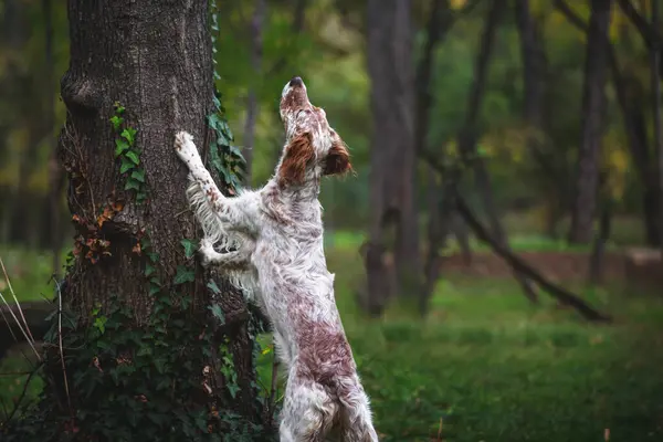 年轻的英国女歌手狗在外面 狗把爪子放在树上 抬头看了看一棵树 有选择的重点 免版税图库照片