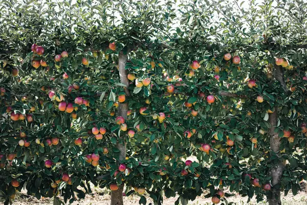 Rzędy Jabłek Rosnących Sadach Jabłkowych Jabłka Espalier Rosnące Sadach Jabłkowych Zdjęcie Stockowe