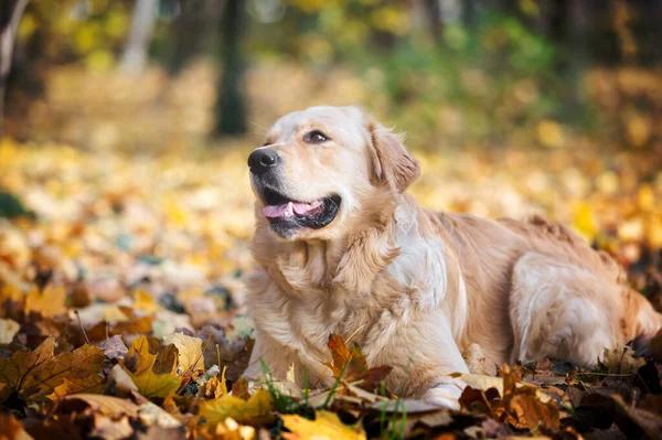 Glücklicher Golden Retriever Hund Liegt Freudig Laubhaufen Selektiver Fokus Kopierraum lizenzfreie Stockbilder
