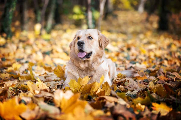 一个可爱的金毛猎犬躺在树叶床上的秋天画像 有选择的重点 图库图片