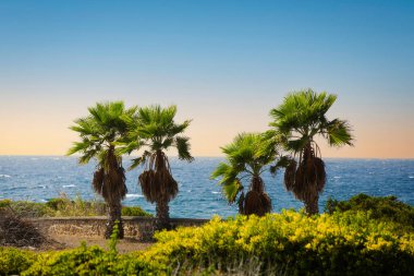 Deniz ve gökyüzünün arka planında palmiye ağaçlarının manzarası, seçici odaklanma