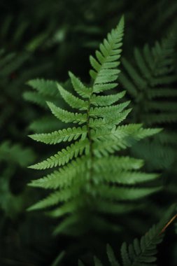 Telefondaki arkaplan fotoğrafı için iyi