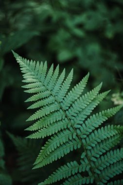 Ormanda eğreltiotu ailesi