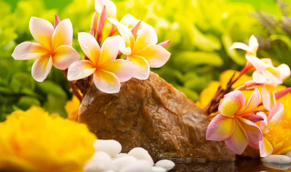 Meditatív Pihentető Légkör Virágokkal Nedvességgel Stock Kép