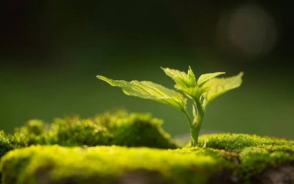 Primer Plano Planta Joven Creciendo Sobre Fondo Verde — Foto de Stock