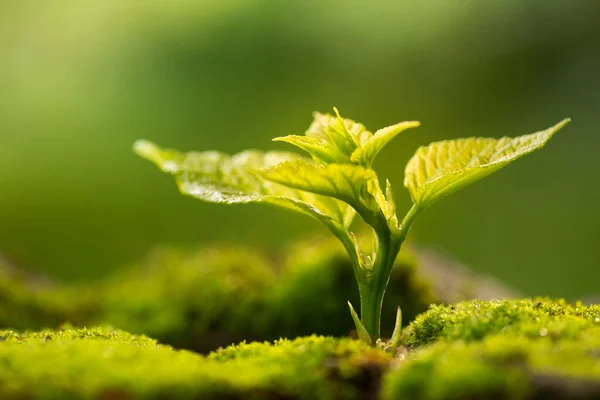 Primer Plano Planta Joven Creciendo Sobre Fondo Verde Con Luz — Foto de Stock