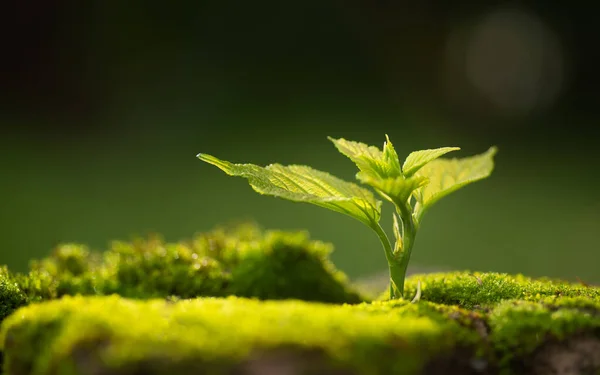 Close Young Plant Growing Green Background Stock Photo