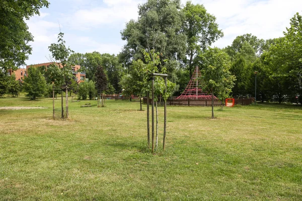 Δέντρα Φυτεμένα Φράχτες Για Ομοιόμορφη Ανάπτυξη Φράχτες Για Φύτευση Νεαρών — Φωτογραφία Αρχείου