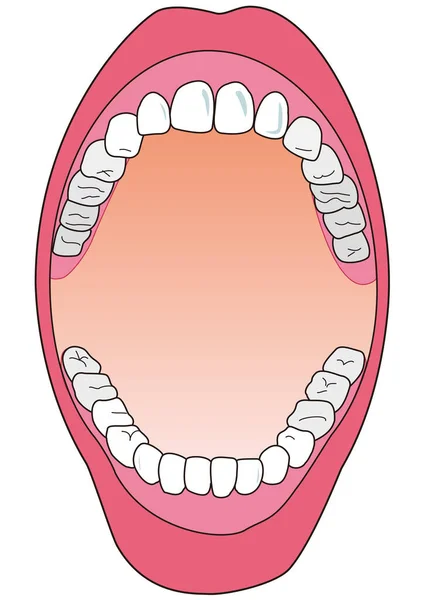 Δόντια Στο Στόμα Ενός Ατόμου Ορθάνοιχτα Κατά Διάρκεια Ενός Οδοντιατρικού — Διανυσματικό Αρχείο