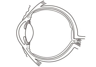 İnsan gözünün yapısının kesitsel görünümü