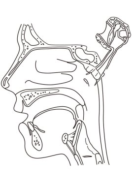 Kesişen diyagram, insan yüzünün yan tarafından görülen farengeal yapıyı gösteriyor.