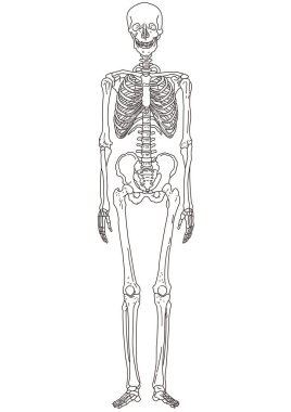 İnsan vücudunun çizgi çizimi. Tam vücut iskeleti.