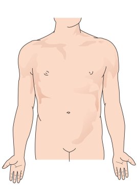 Önden görünen bir erkek cesedinin üst vücut diyagramı.