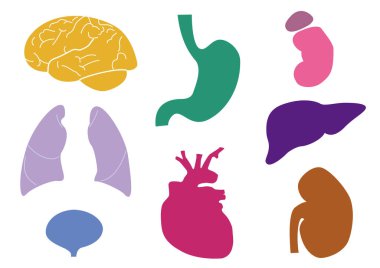 İnsan organlarının renkli siluetleri