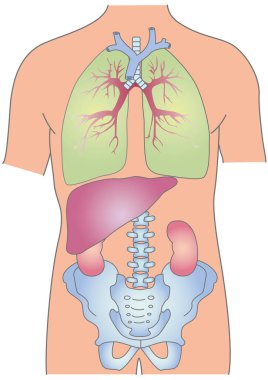İnsan vücudunun, iç organlarının ve leğen kemiğinin tıbbi çizimi