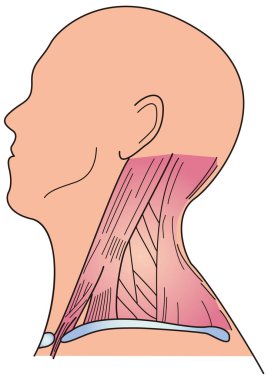 İnsan boyun kas yapısı diyagramı yan pozisyonda.
