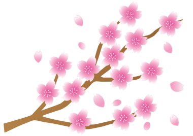 Çiçek açmış kiraz çiçekleri.