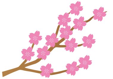 Çiçek açmış kiraz çiçekleri.