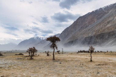 Çölün ortasında bir ağaç, Hindistan 'ın Leh Ladakh şehrinde Nubra Vadisi' nin Hunder Kum Tepeleri.,