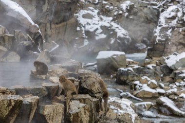 Japon Kardan Maymun Ailesi, Jigokudani Maymun Parkı, Nagano, Japonya