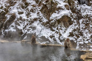 Japon Kardan Maymun Ailesi, Jigokudani Maymun Parkı, Nagano, Japonya