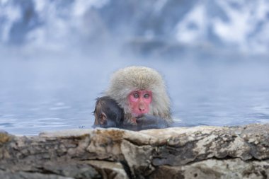 Japon Kardan Maymun Ailesi, Jigokudani Maymun Parkı, Nagano, Japonya
