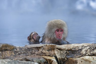 Japon Kardan Maymun Ailesi, Jigokudani Maymun Parkı, Nagano, Japonya