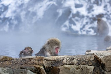 Japon Kardan Maymun Ailesi, Jigokudani Maymun Parkı, Nagano, Japonya