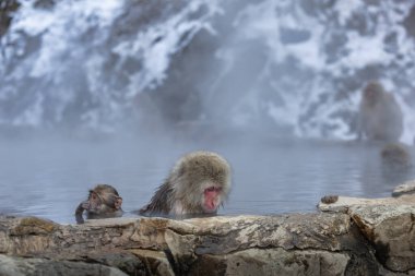 Japon Kardan Maymun Ailesi, Jigokudani Maymun Parkı, Nagano, Japonya