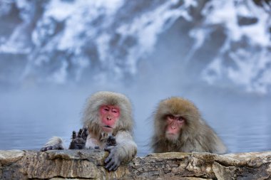 Japon Kardan Maymun Ailesi, Jigokudani Maymun Parkı, Nagano, Japonya