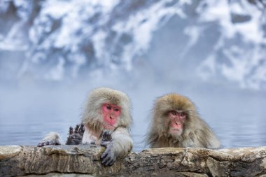Japon Kardan Maymun Ailesi, Jigokudani Maymun Parkı, Nagano, Japonya