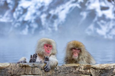 Japon Kardan Maymun Ailesi, Jigokudani Maymun Parkı, Nagano, Japonya