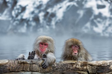Japon Kardan Maymun Ailesi, Jigokudani Maymun Parkı, Nagano, Japonya