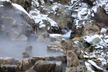 Japon Kardan Maymun Ailesi, Jigokudani Maymun Parkı, Nagano, Japonya