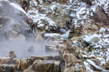 Japon Kardan Maymun Ailesi, Jigokudani Maymun Parkı, Nagano, Japonya