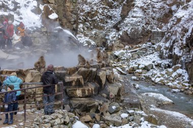Japon Kardan Maymun Ailesi, Jigokudani Maymun Parkı, Nagano, Japonya
