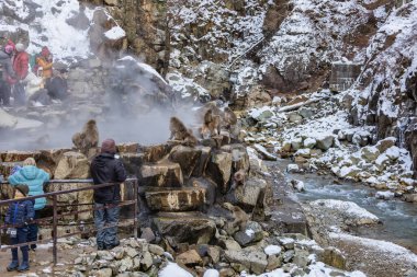 Japon Kardan Maymun Ailesi, Jigokudani Maymun Parkı, Nagano, Japonya