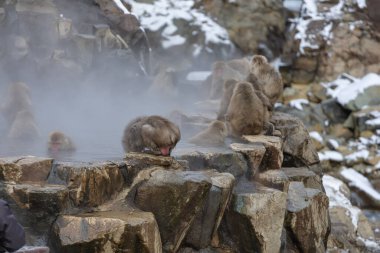 Japon Kardan Maymun Ailesi, Jigokudani Maymun Parkı, Nagano, Japonya